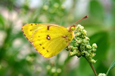 Schmetterling im Hof