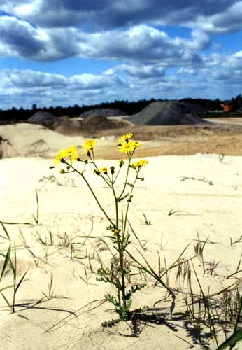 Brandenburg, Niederlehme