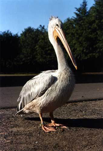 Berlin, Tierpark