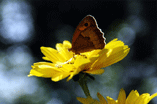 Blume mit Schmetterling