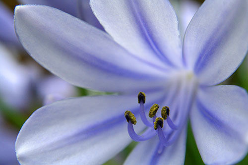 blaue Blume