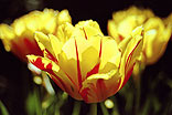 Tulpe