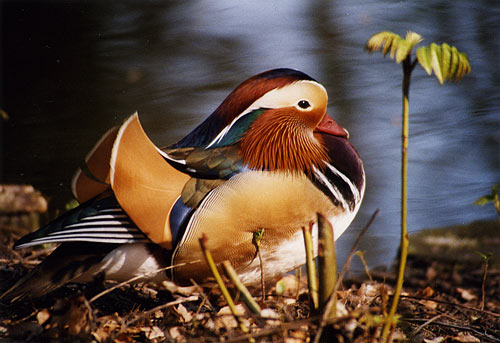 Berlin, Tiergarten, Ente