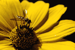 gelbe Blume mit Fliege