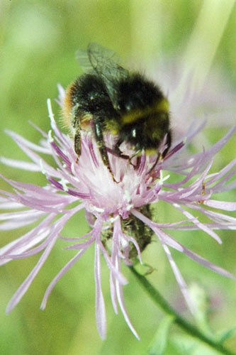 Blume mit Hummel